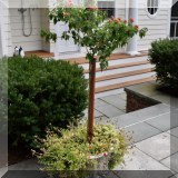 L15. Plant and planter. (2 total) 